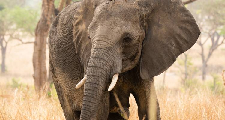 Close-up of an elephant standing in tall grass.