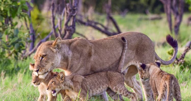 Lioness with cubs in a grassy savannah.