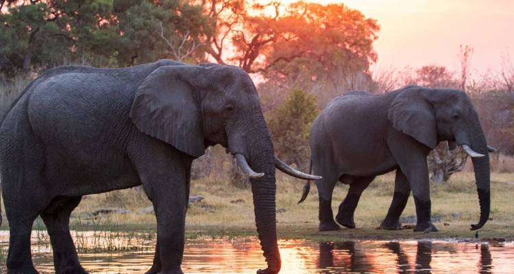 Two elephants walking by a reflective water body during sunset.