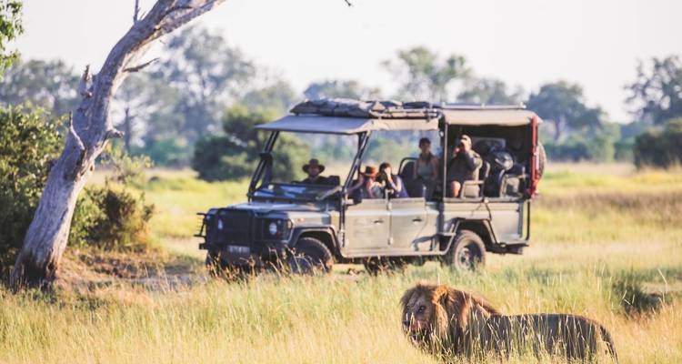 Safari vehicle with people observing a lion in the grass.