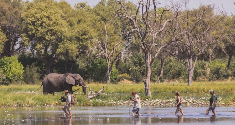 People walking through shallow water with an elephant nearby.