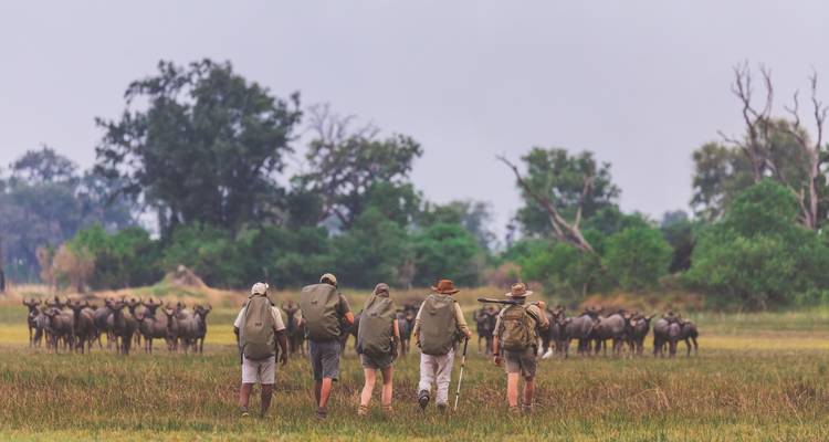 Group approaching a herd of animals in the wild.