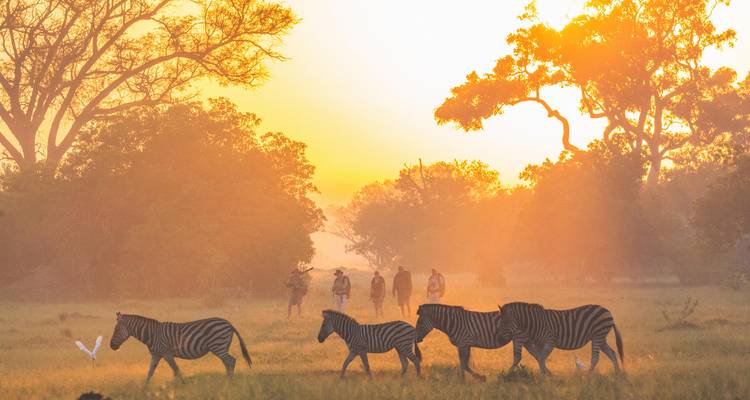 Zebras grazing with a group in the distance at sunrise.