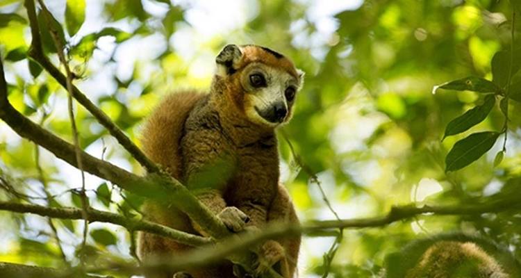 La destination phare de Madagascar : Nosy Be, la mer d'Émeraude et les parcs nationaux du Nord - Bio D Island LLC 8