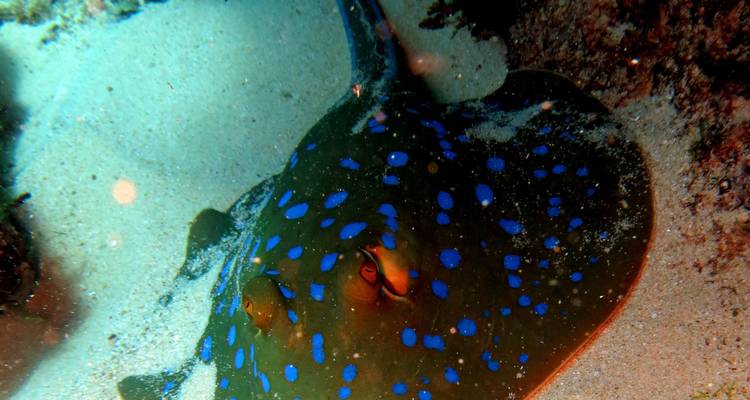 Circuit privé dans les îles paradisiaques : Nosy Be et Sainte Marie - Bio D Island LLC 6