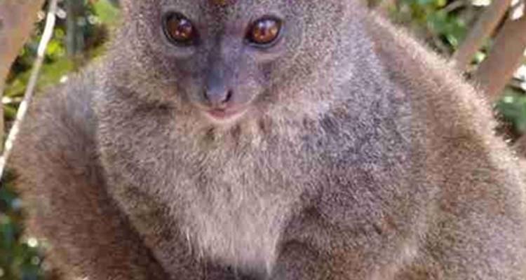 Madagascar partie de l'est : Le royaume de la biodiversité - Bio D Island LLC 7