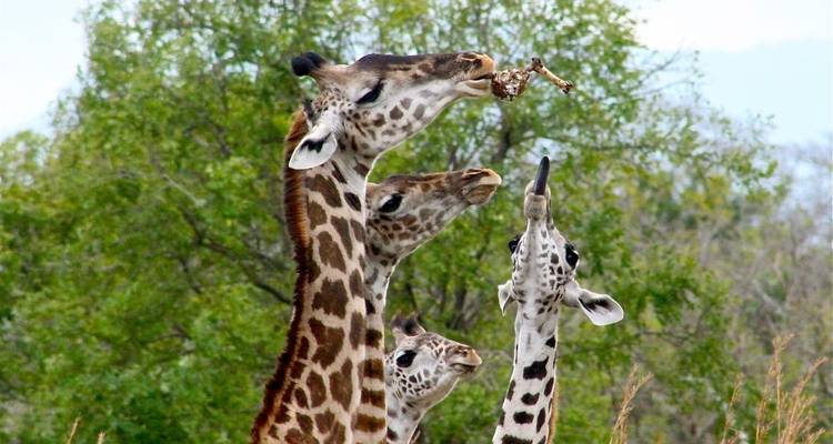 Trois girafes qui s'étirent pour manger dans un arbre.