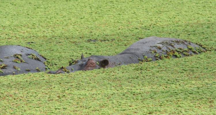 Hippopotame partiellement submergé dans l'eau avec de la végétation sur son dos.
