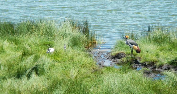 Des oiseaux près d'un lac avec une végétation verdoyante luxuriante.