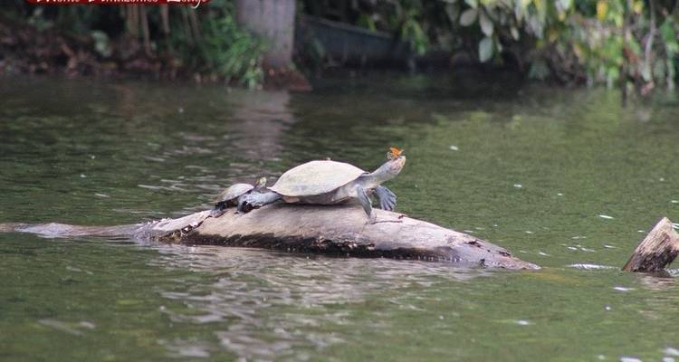 Sandoval Lake 2 Days and 1 Night - Monte Amazonico Lodge  2