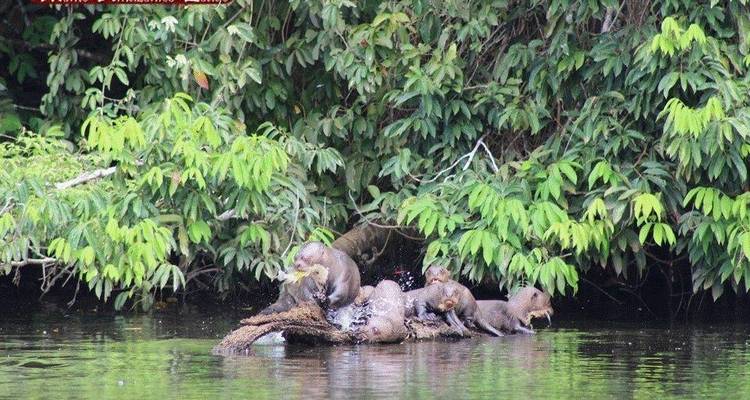 Sandoval Lake 2 Days and 1 Night - Monte Amazonico Lodge  1