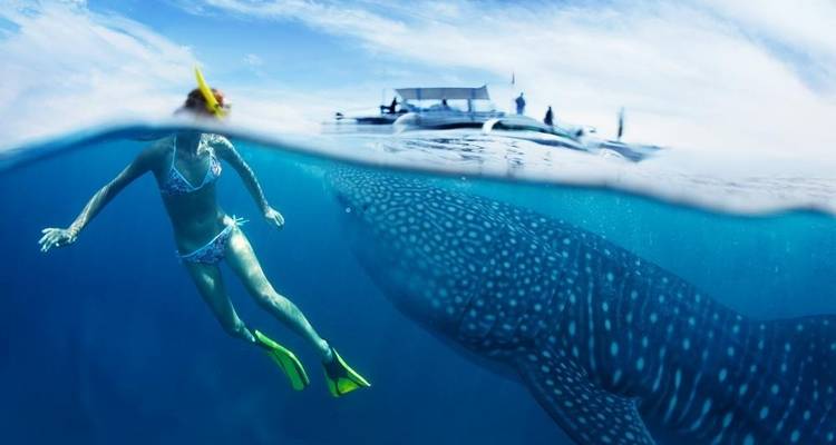 Oslob Whale Shark Watching Private Tour - Mcrich Travel and Tours 1