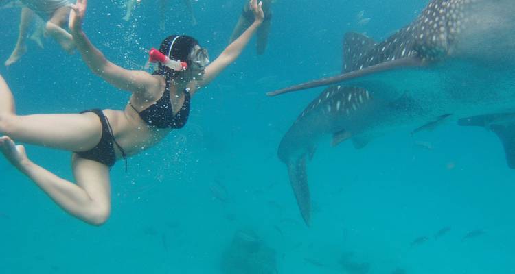 Oslob Whale Shark Watching Private Tour - Mcrich Travel and Tours 3