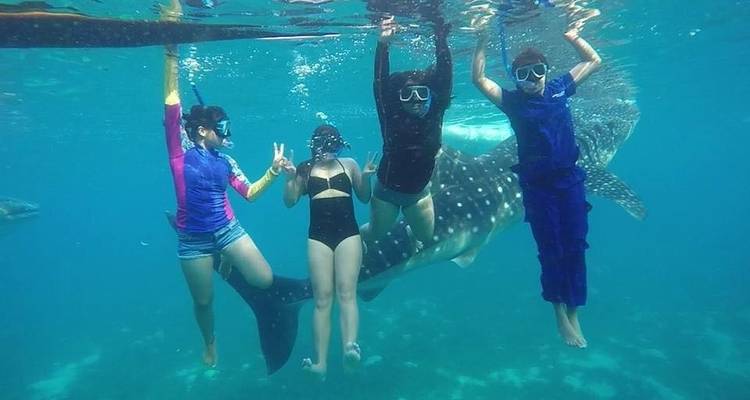 Oslob Whale Shark Watching Private Tour - Mcrich Travel and Tours 4