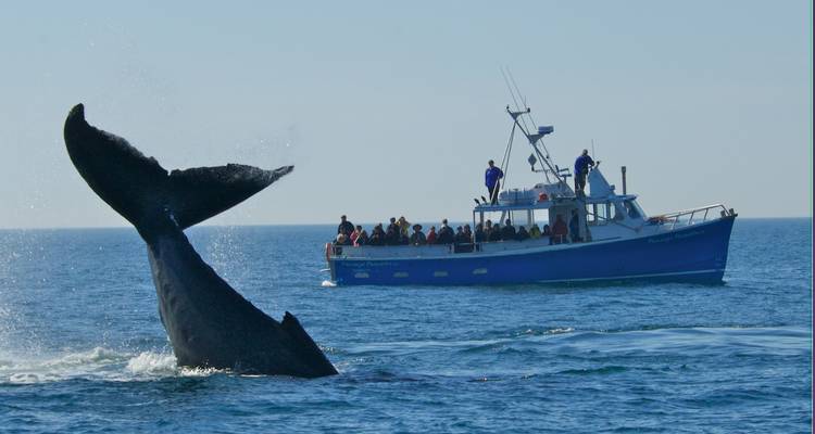 La queue d'une baleine fait des éclaboussures à côté d'un bateau de visite touristique rempli de passagers en haute mer.