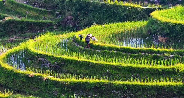 Person walking through rice terraces with lush greenery.