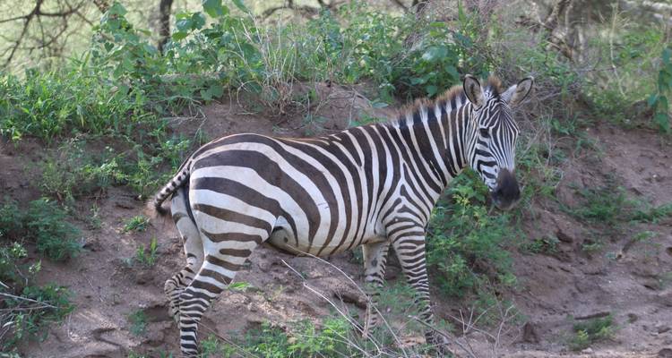 Tarangire National Park Day Trip - Adventure Makers Tanzania 7