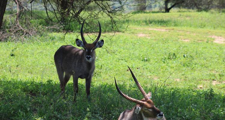 Tarangire National Park Day Trip - Adventure Makers Tanzania 6