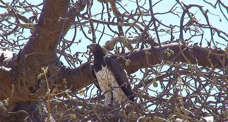 Tarangire National Park Day Trip - Adventure Makers Tanzania 2