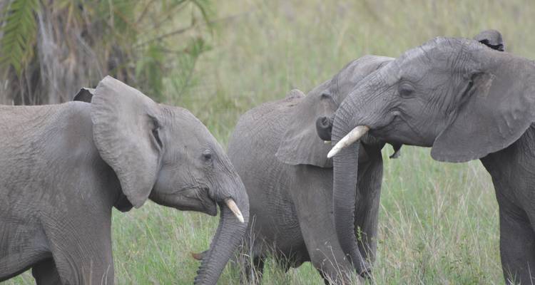 Excursion d'une journée dans le parc national de Tarangire - Adventure Makers Tanzania 7