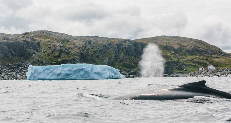 Une baleine fait surface près d'un iceberg avec des collines escarpées et un jet de brume qui s'élève à côté.