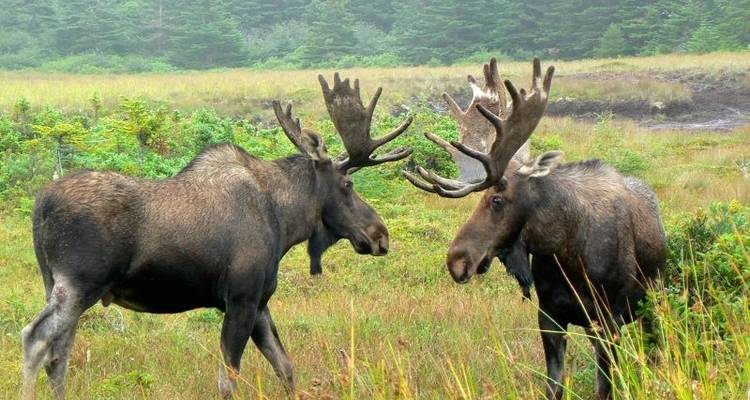 Terre-Neuve et Labrador d'ouest en est - Atlantic Tours & Travel 1
