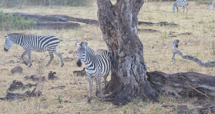 Circuito de un día al cráter del Ngorongoro - Adventure Makers Tanzania 7