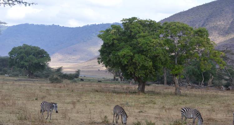 Circuito de un día al cráter del Ngorongoro - Adventure Makers Tanzania 9