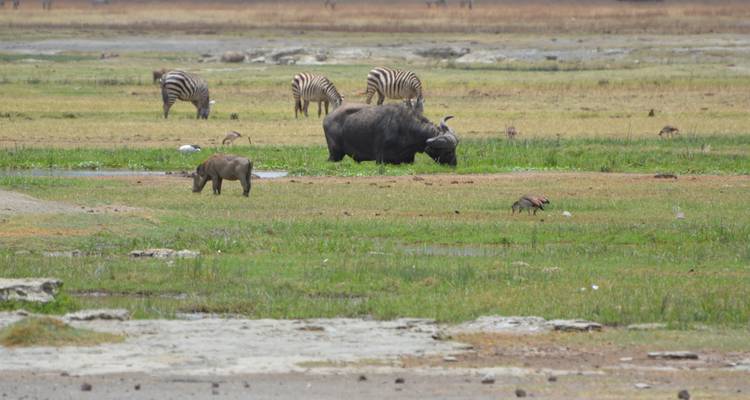 Circuito de un día al cráter del Ngorongoro - Adventure Makers Tanzania 4