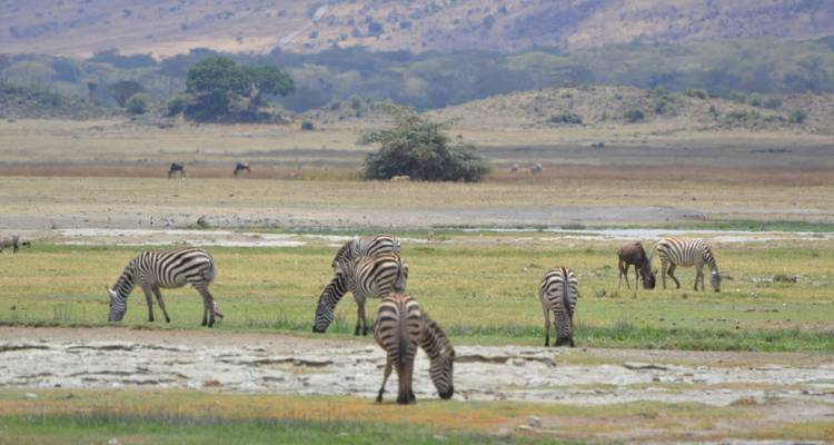 Circuito de un día al cráter del Ngorongoro - Adventure Makers Tanzania 3