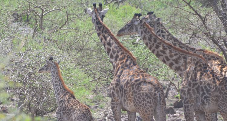 Circuito de un día al cráter del Ngorongoro - Adventure Makers Tanzania 6