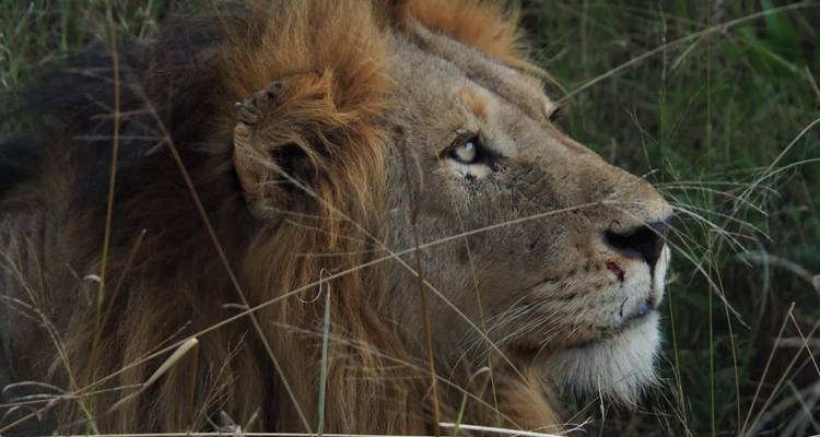 3 jours - Circuit du parc national Kruger de Sabi Sands - Timeline Travel DMC 8