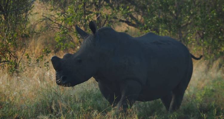 3 jours - Circuit du parc national Kruger de Sabi Sands - Timeline Travel DMC 9