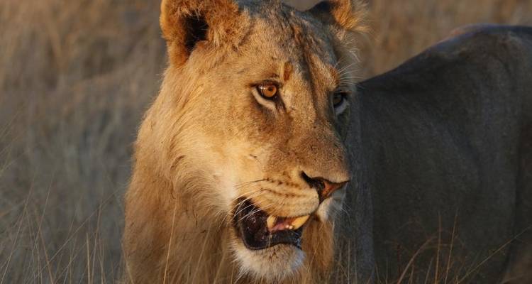 3 jours - Circuit du parc national Kruger de Sabi Sands - Timeline Travel DMC 2