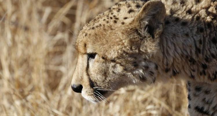 3 jours - Circuit du parc national Kruger de Sabi Sands - Timeline Travel DMC 4