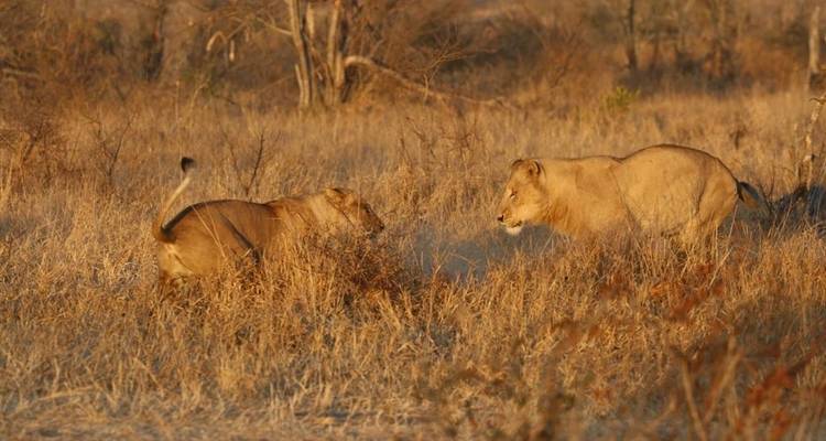 3 jours - Circuit du parc national Kruger de Sabi Sands - Timeline Travel DMC 1