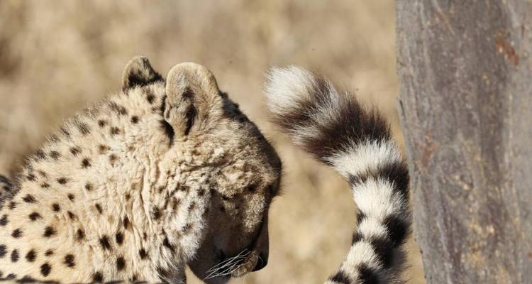 3 jours - Circuit du parc national Kruger de Sabi Sands - Timeline Travel DMC 3