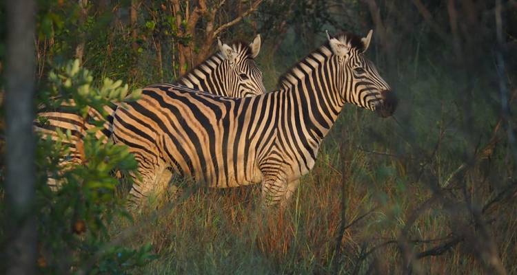 3 Day | Kruger National Park Safari - Timeline Travel DMC 9