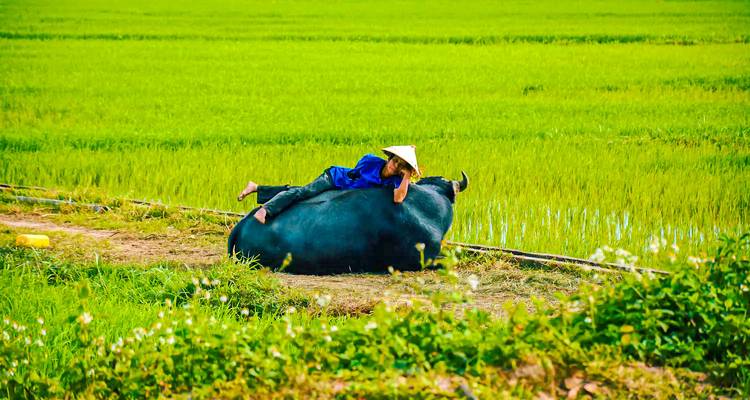 Eine Person, die auf einem Wasserbüffel in einem üppig grünen Reisfeld reitet.