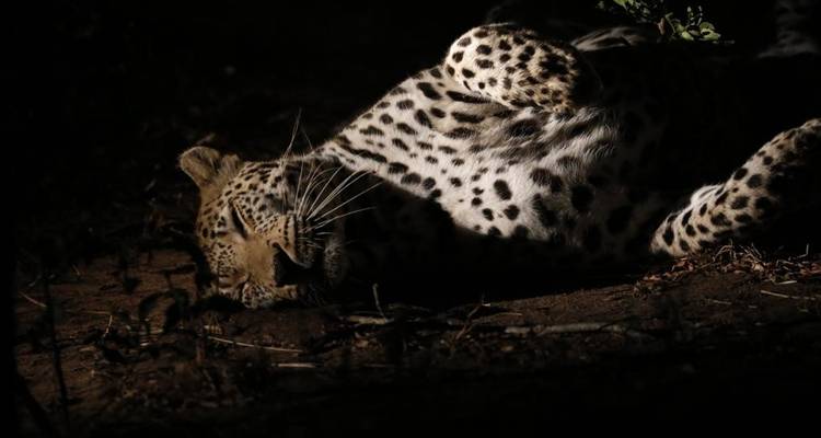 5 jours - Parc national Kruger et route panoramique - Timeline Travel DMC 3