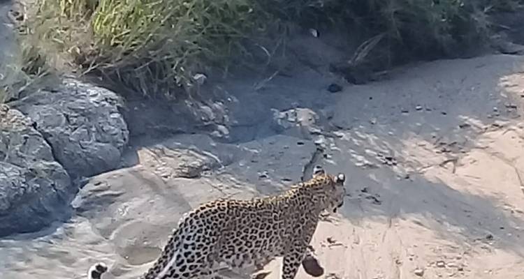 5 jours - Parc national Kruger et route panoramique - Timeline Travel DMC 2