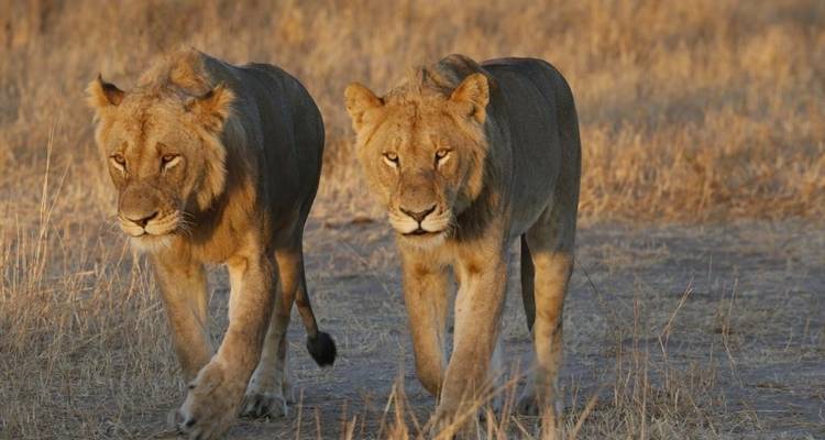 5 jours - Johannesburg, Kruger et Le Cap - Timeline Travel DMC 2