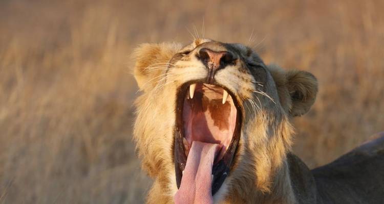 5 jours - Johannesburg, Kruger et Le Cap - Timeline Travel DMC 3