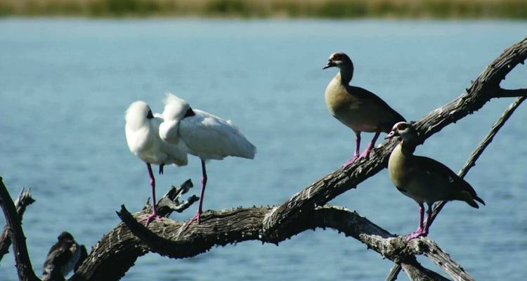 3 jours - Réserve Pilanesberg Big 5 - Timeline Travel DMC 2