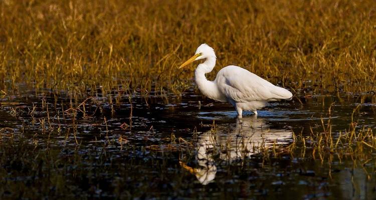 Garza blanca parada en un cuerpo de agua con vegetación alrededor.
