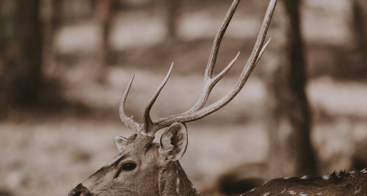 Golden Triangle Tour with Ranthambore Wildlife Safari - Travelaera 7