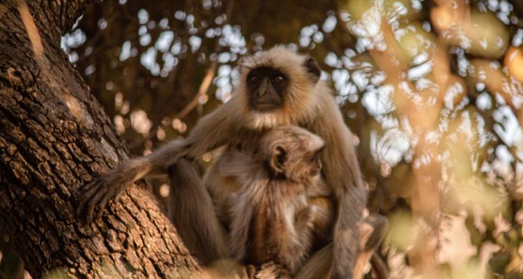 Dos monos sentados en un árbol.