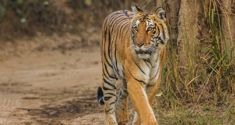 Golden Triangle Tour with Ranthambore Wildlife Safari - Travelaera 2