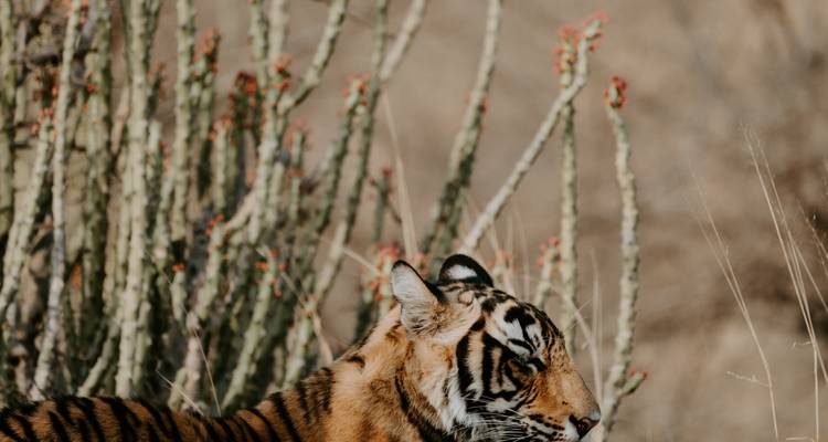 Circuit dans le Triangle d'Or avec safari animalier à Ranthambore - Travelaera 10