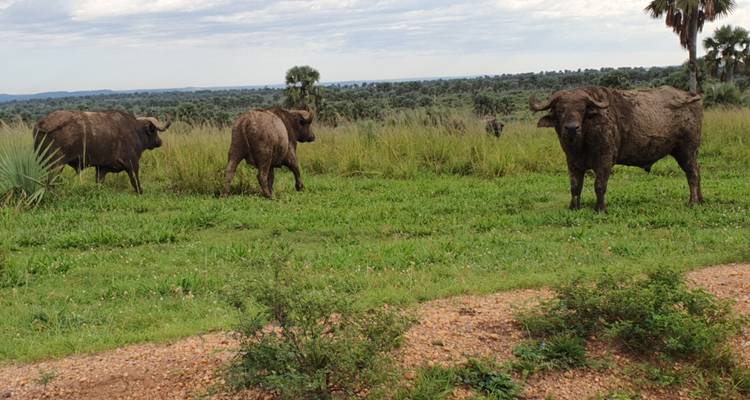 11 Day Chimpanzee Trekking, Gorilla Tracking & Wildlife Safari - Safari 2 Gorilla Tours (U) Ltd 9